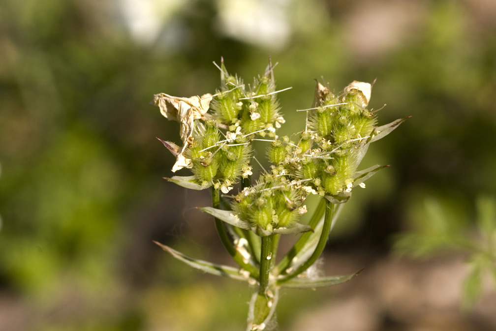 Orlaya grandiflora